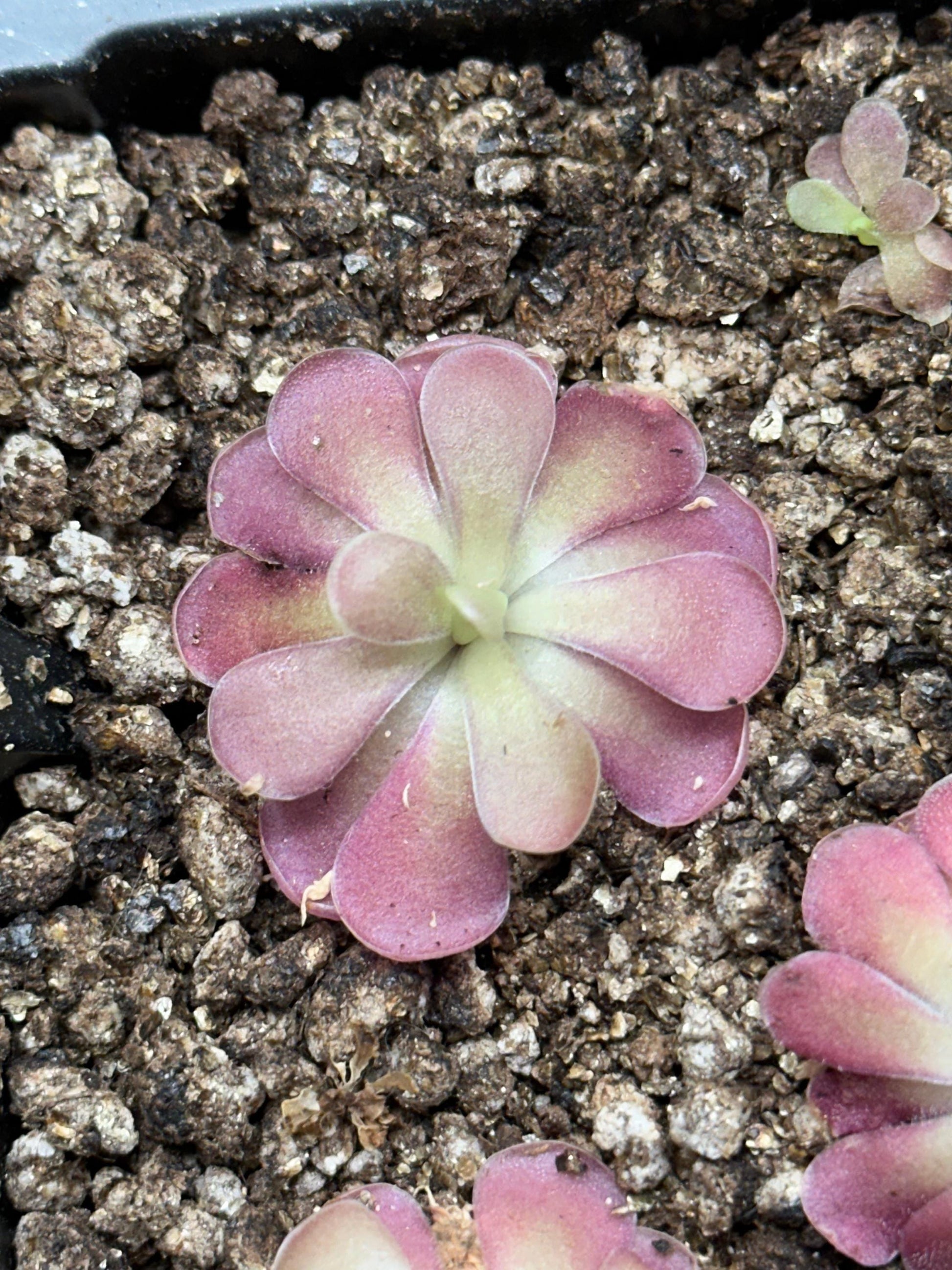 Pinguicula 'Johanna' - Live Butterwort Carnivorous Plant