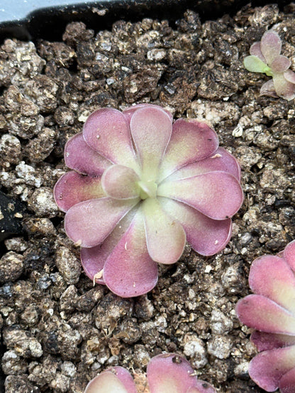 Pinguicula 'Johanna' - Live Butterwort Carnivorous Plant