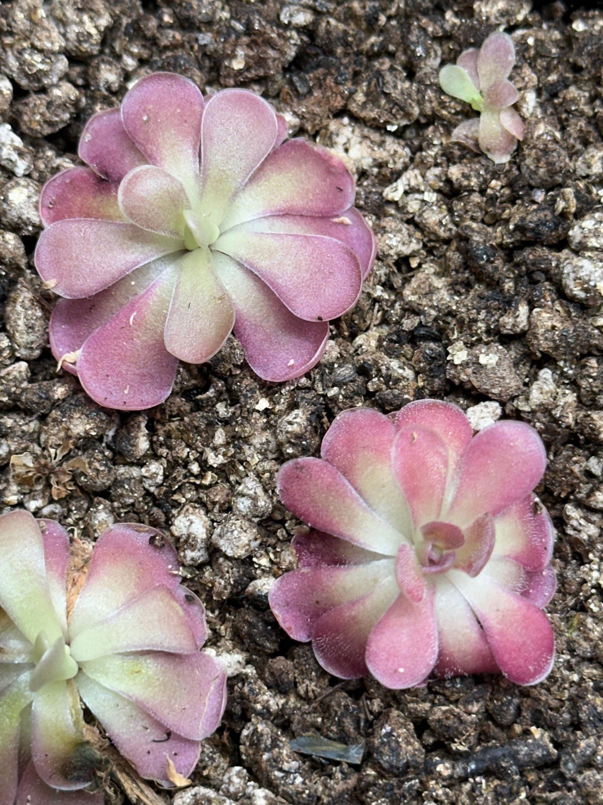 Pinguicula 'Johanna' - Live Butterwort Carnivorous Plant