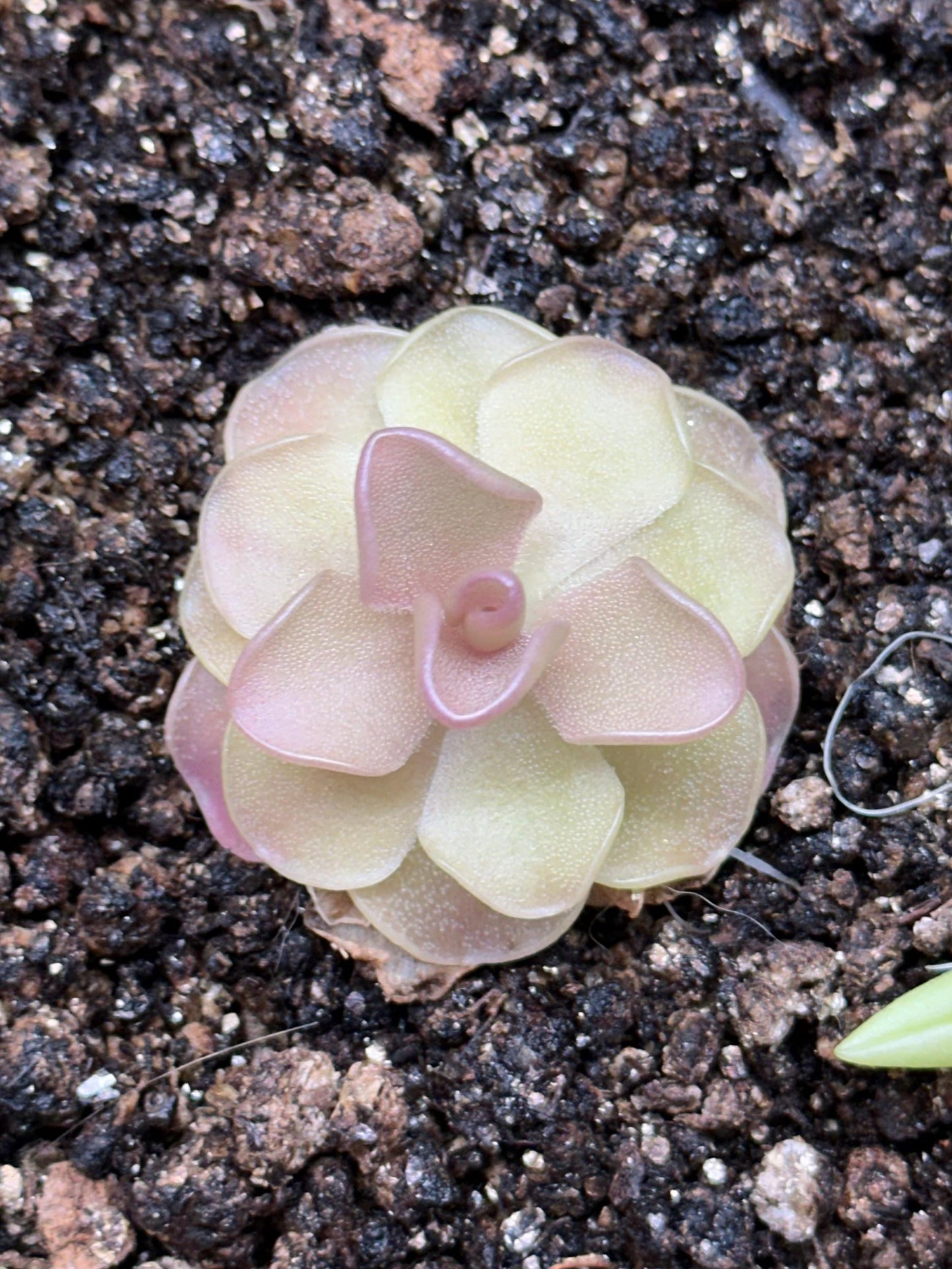 Pinguicula 'Pirouette' - Live Butterwort Carnivorous Plant