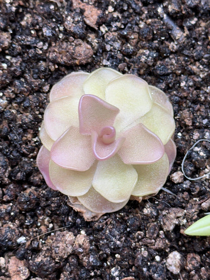 Pinguicula 'Pirouette' - Live Butterwort Carnivorous Plant