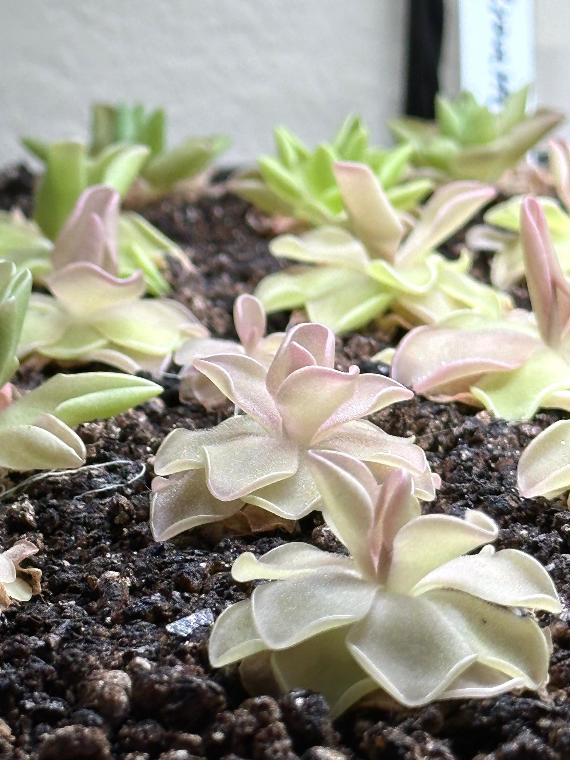 Pinguicula 'Pirouette' - Live Butterwort Carnivorous Plant
