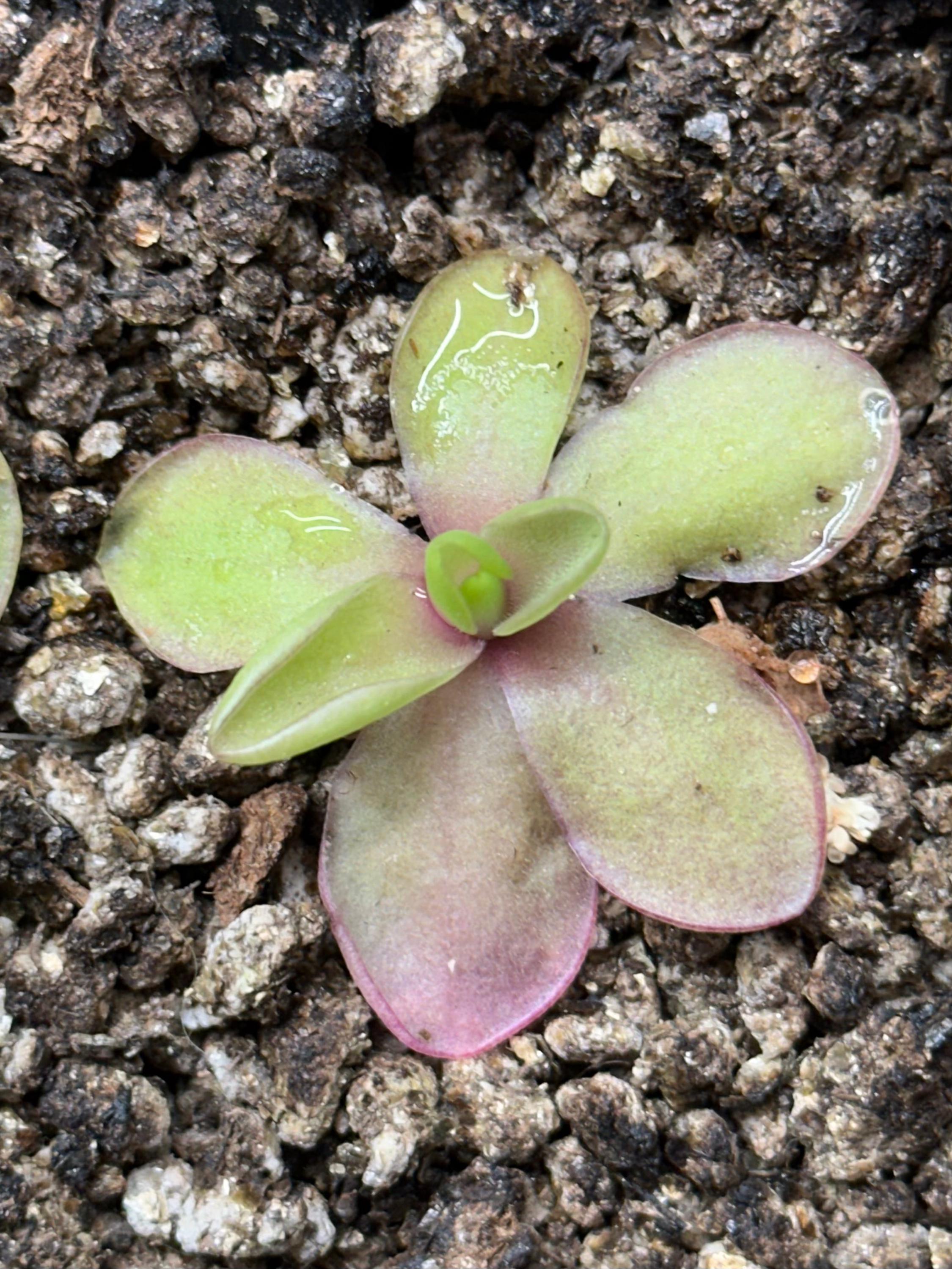 Pinguicula 'Razzberry Blonde' – Bog Tropic