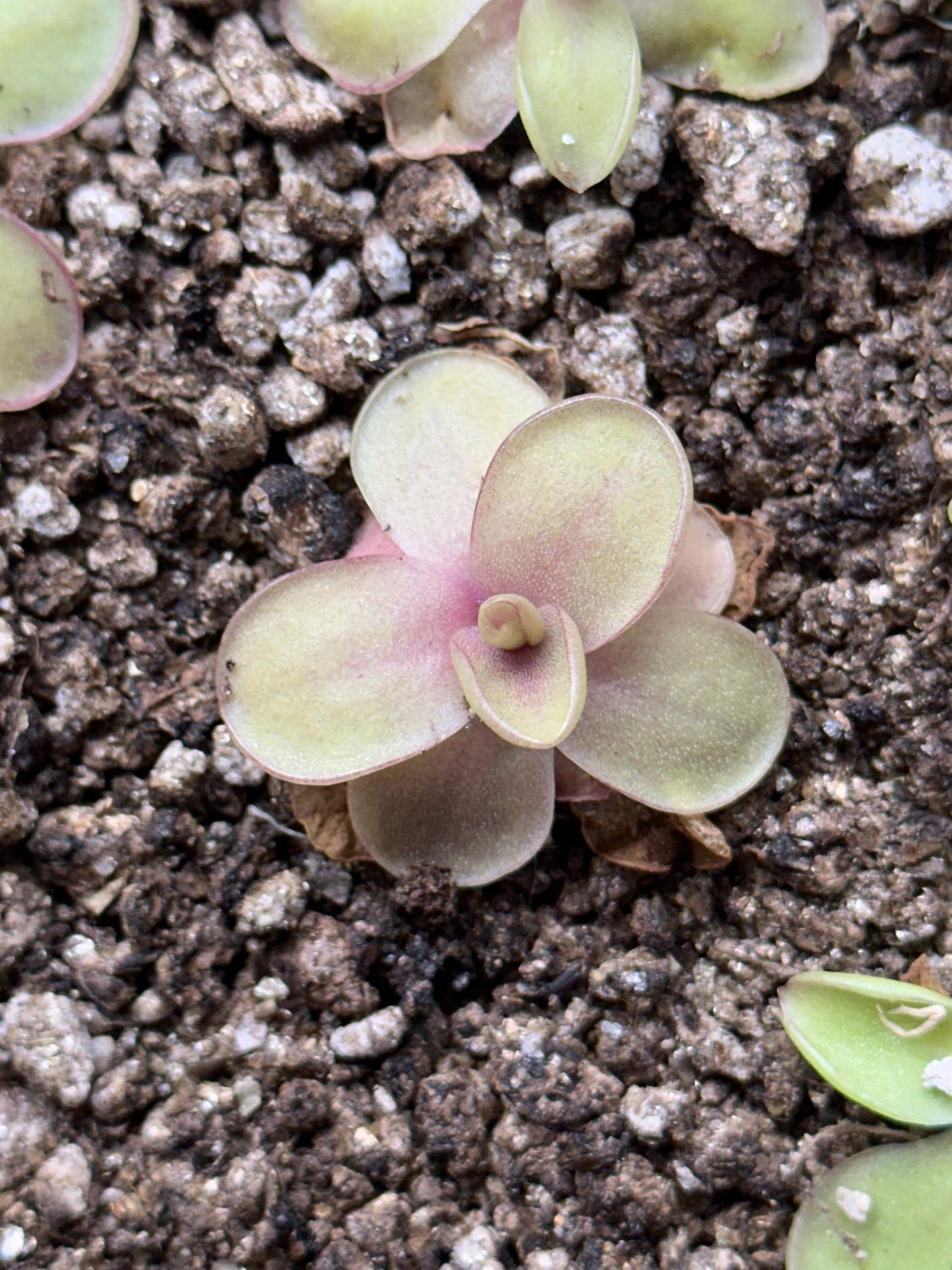 Pinguicula 'Razzberry Blonde' - Live Butterwort Carnivorous Plant