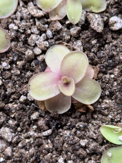 Pinguicula 'Razzberry Blonde' - Live Butterwort Carnivorous Plant