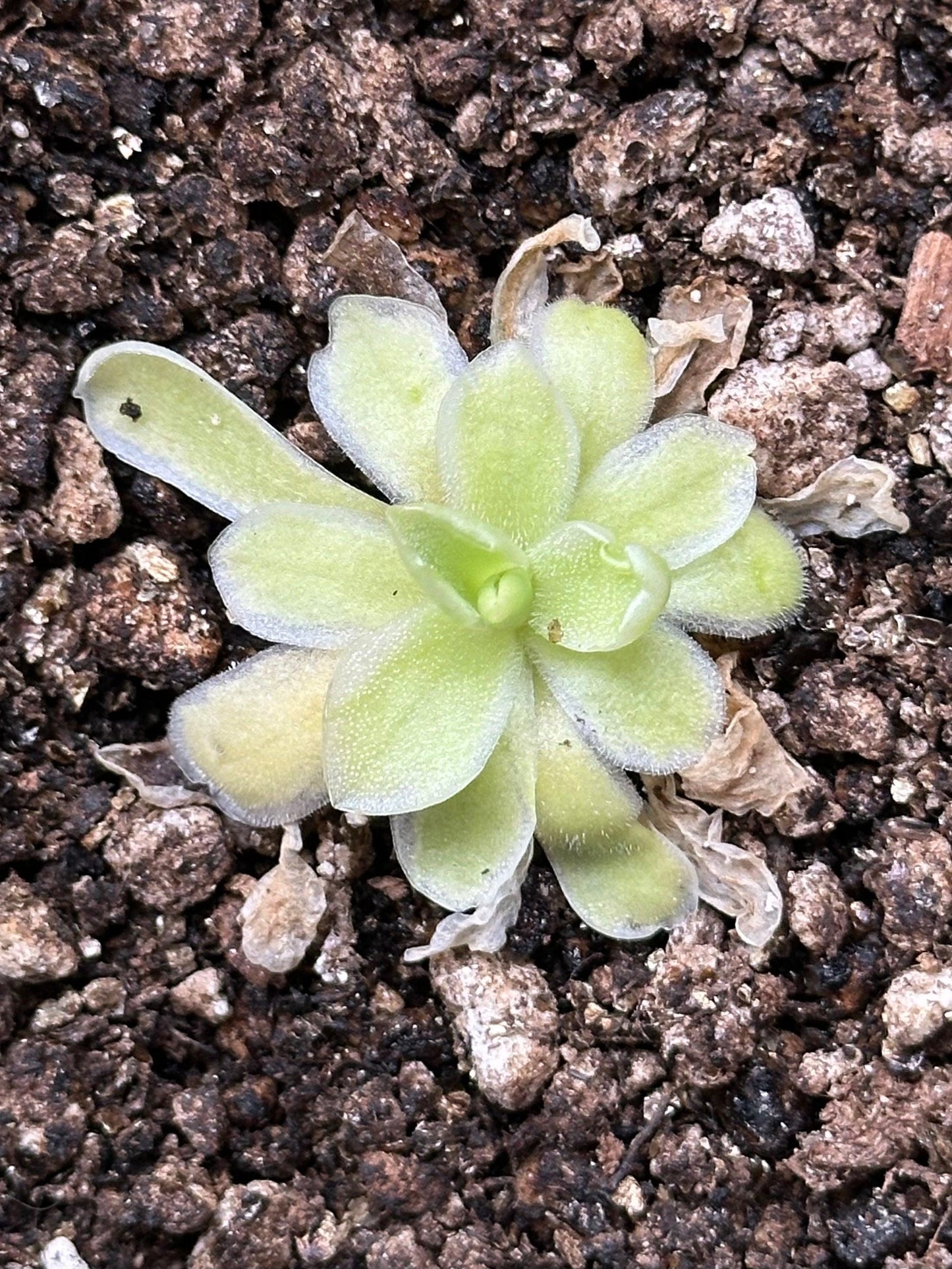 Pinguicula 'Snow Queen' - Live Variegated Butterwort Carnivorous Plant