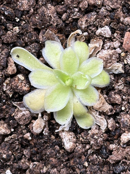 Pinguicula 'Snow Queen' - Live Variegated Butterwort Carnivorous Plant