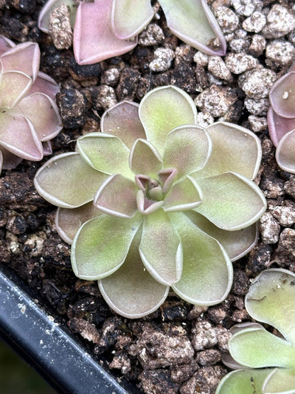 Pinguicula ehlersiae x mesophitica - Live Butterwort Carnivorous Plant
