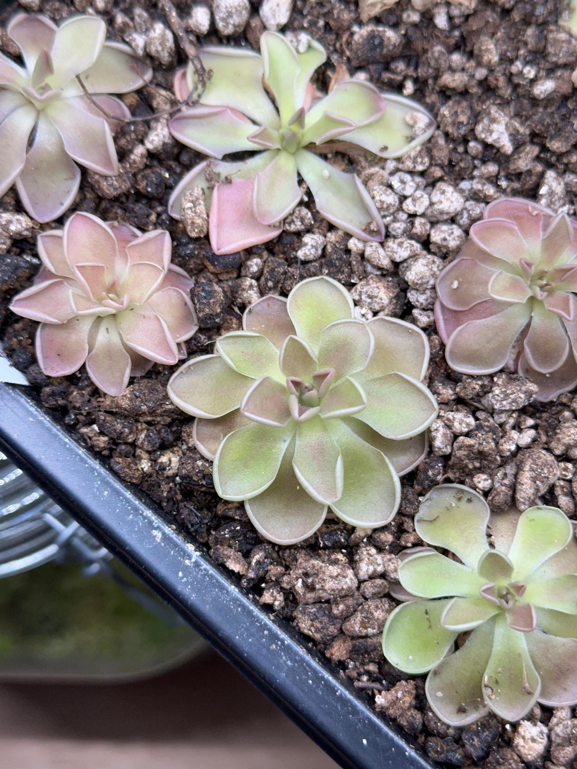 Pinguicula ehlersiae x mesophitica - Live Butterwort Carnivorous Plant