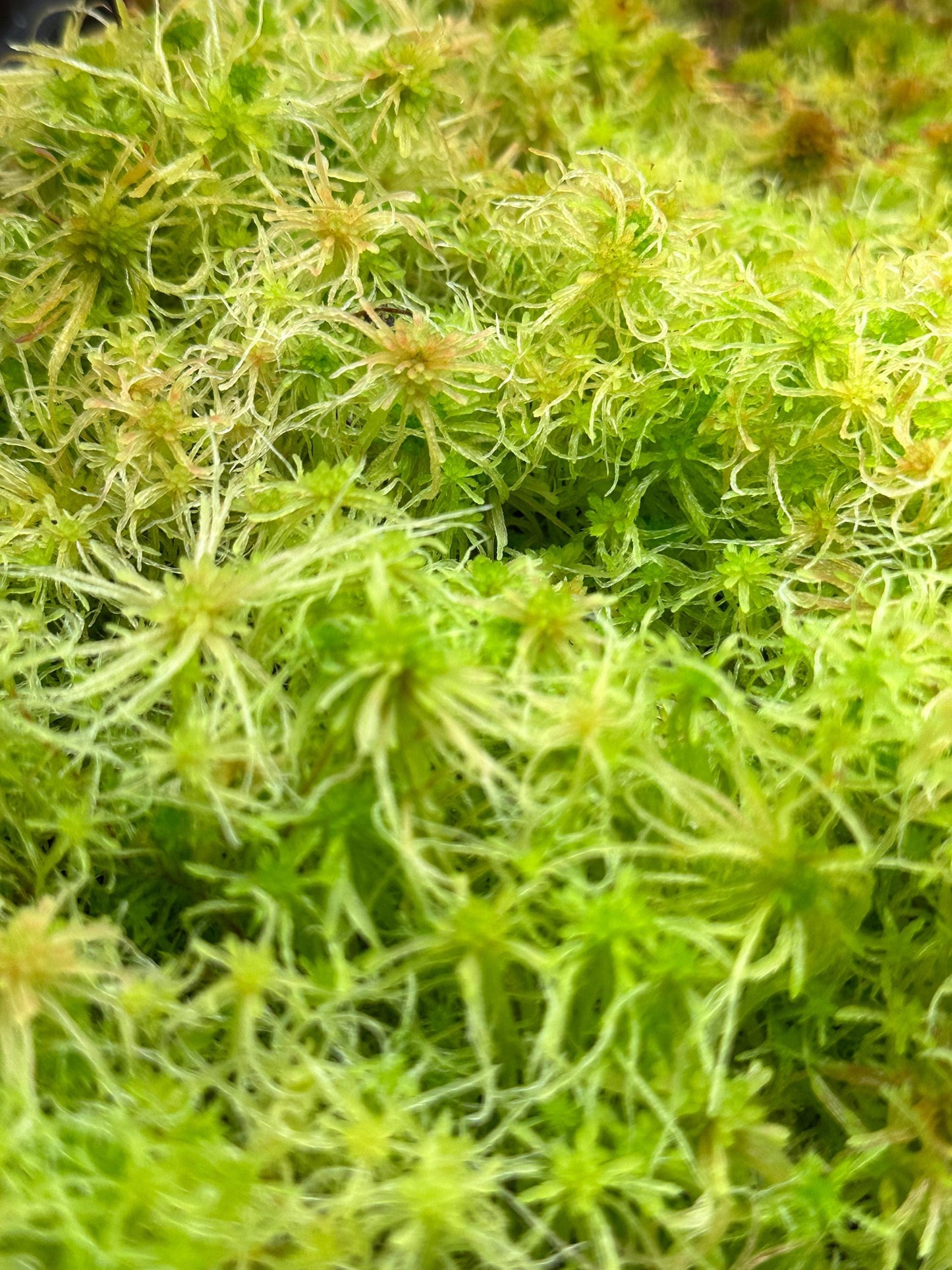 Sphagnum Moss - Green - Live Moss For Carnivorous Plants, Terrariums, Etc