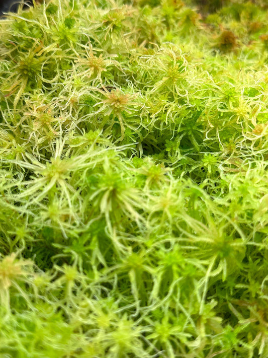 Sphagnum Moss - Green - Live Moss For Carnivorous Plants, Terrariums, Etc