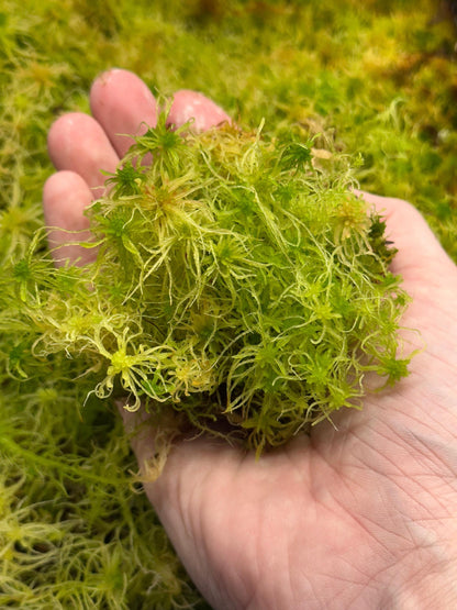 Sphagnum Moss - Green - Live Moss For Carnivorous Plants, Terrariums, Etc