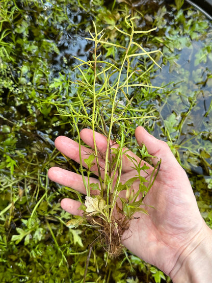 Water Sprite - Live Fast-Growing Aquatic Plant For Aquariums Ponds Etc