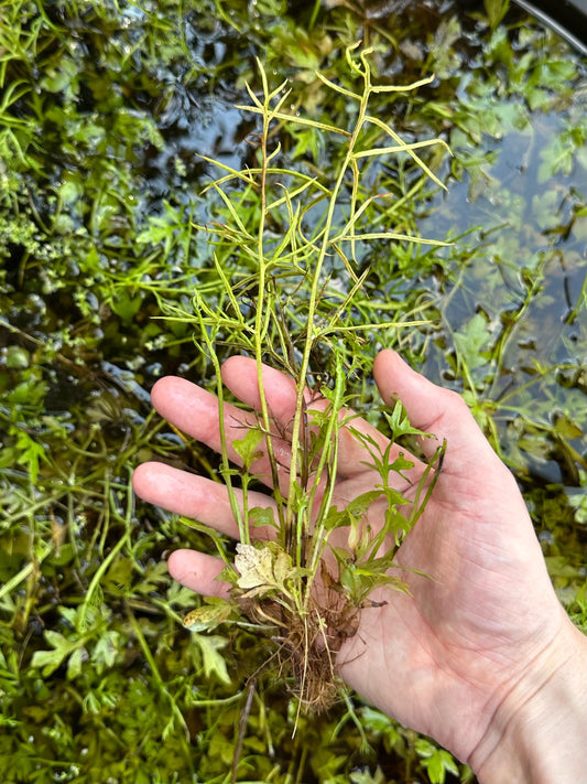 Water Sprite - Live Fast-Growing Aquatic Plant For Aquariums Ponds Etc
