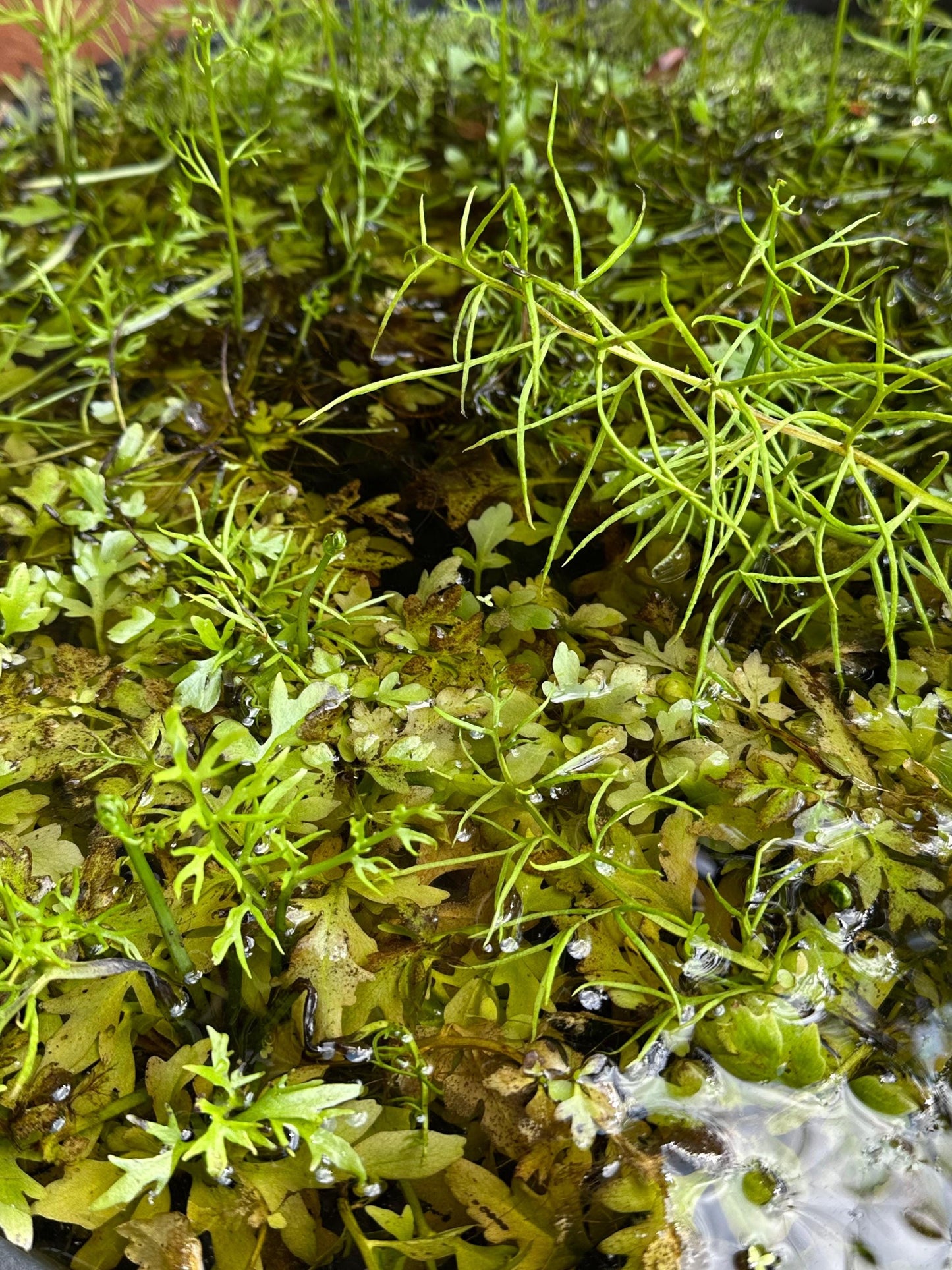 Water Sprite - Live Fast-Growing Aquatic Plant For Aquariums Ponds Etc