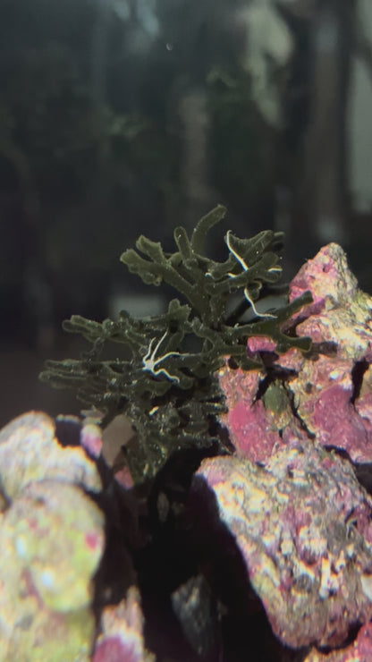 Micro Brittle Starfish (White) - Cleanup Crew Pack of 5