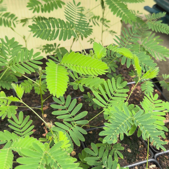 Mimosa pudica "Sensitive Plant" - Leaves Folding When Touched