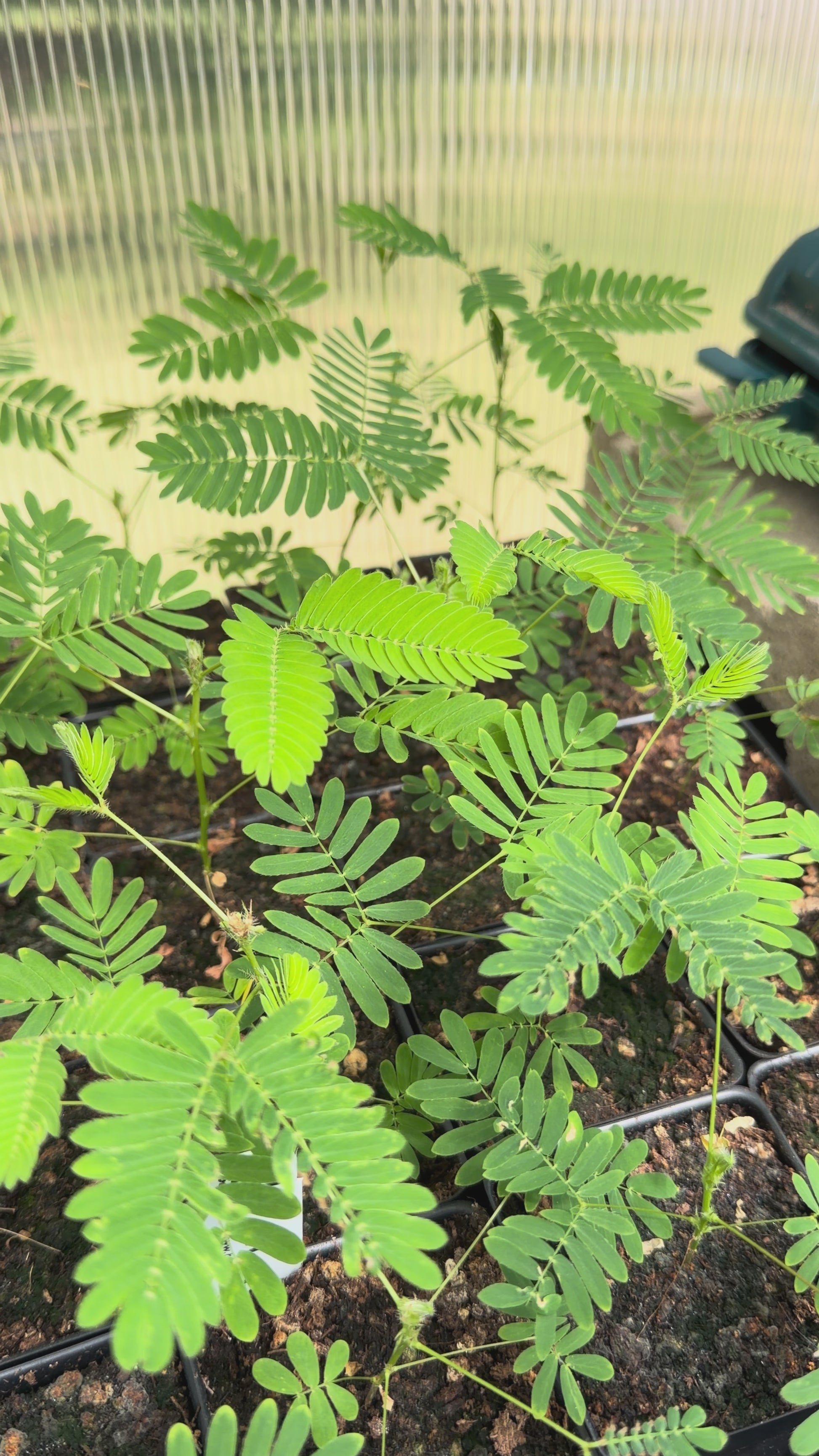Mimosa pudica "Sensitive Plant" - Leaves Folding When Touched