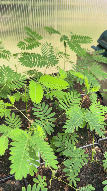 Mimosa pudica "Sensitive Plant" - Leaves Folding When Touched